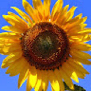 Meet your Posher, Taeko